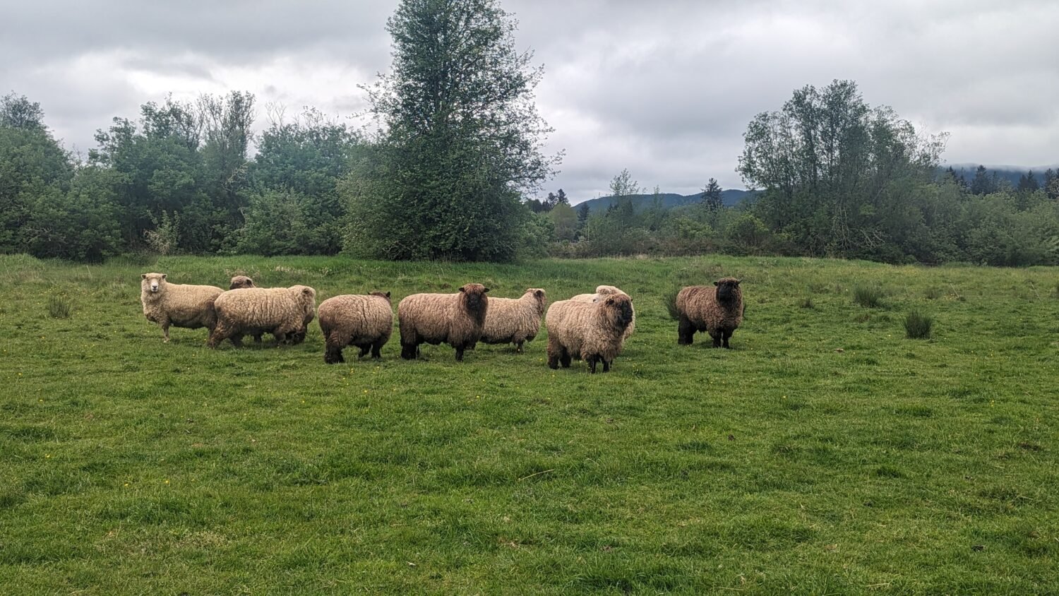 sheep in the pasture