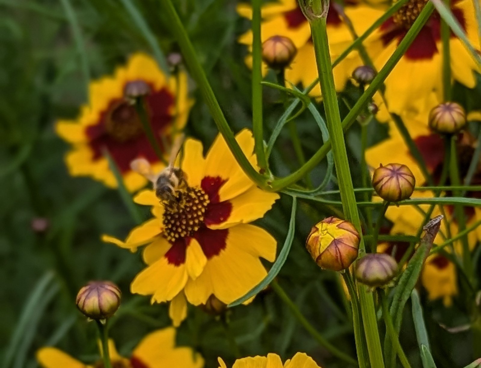 coreopsis flower with a bee on it