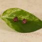 ladybug stud leaf