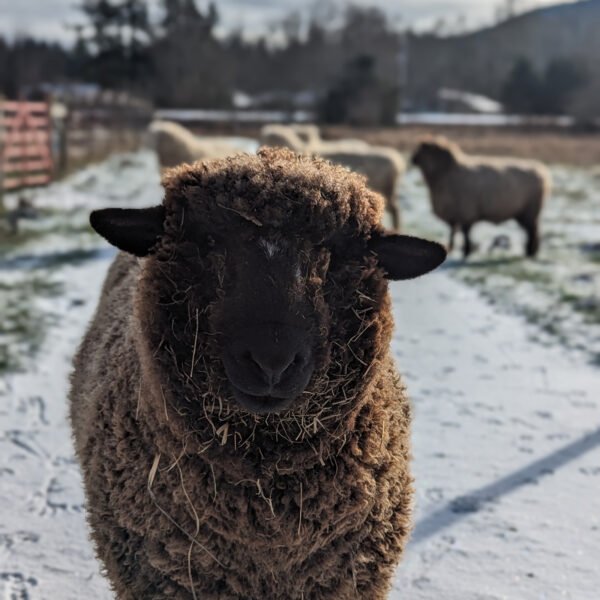 a black sheep standing in the snow looking at the camera